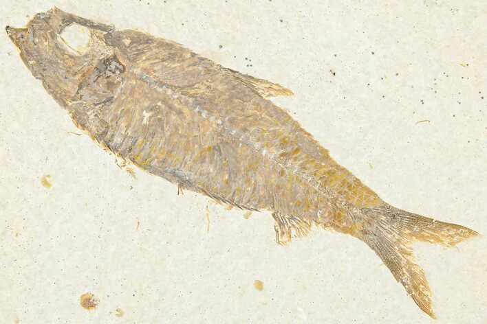 Detailed Fossil Fish (Knightia) - Wyoming #322577